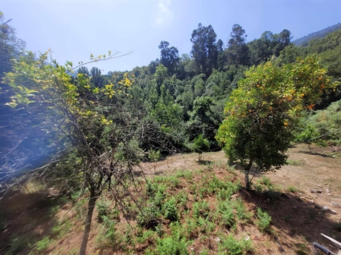 Moradia para Restaurar T2